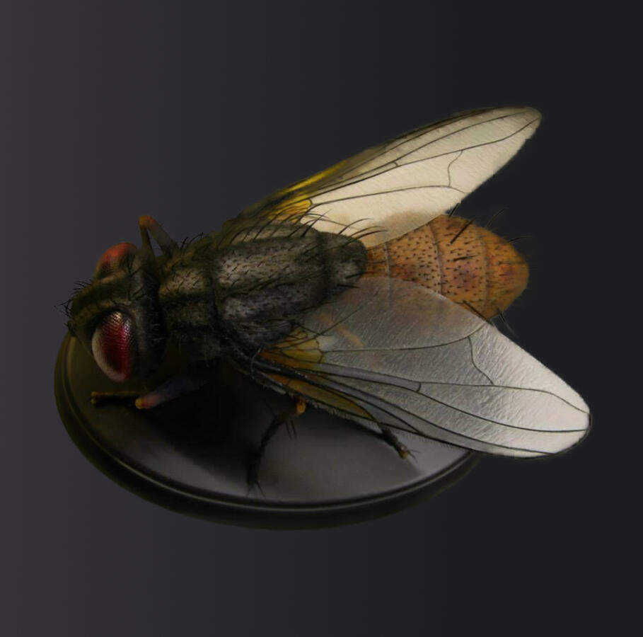 Fly - Polymer Clay & mixed media Fly - Polymer Clay & mixed media