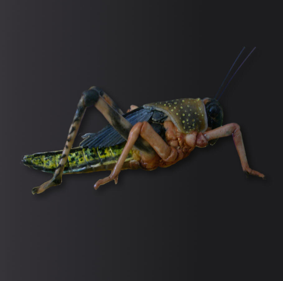 Locust - made of sugar - 5cm Locust - made of sugar - 5cm