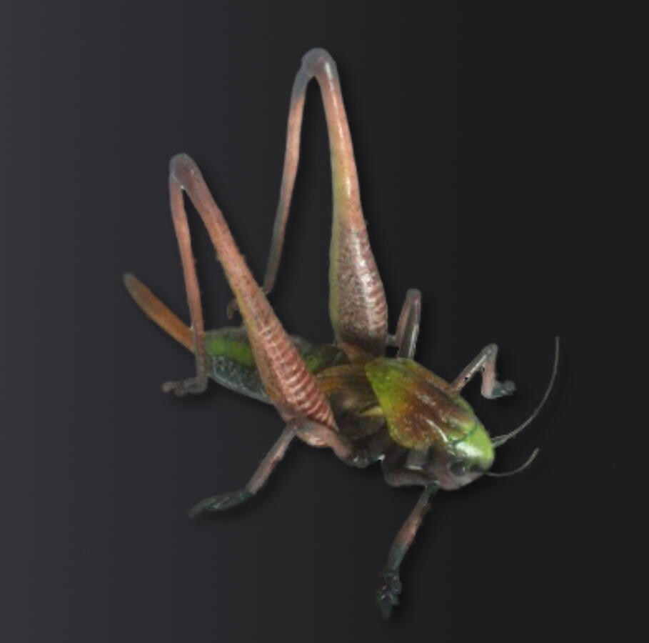 Hopper - made of sugar Hopper - made of sugar