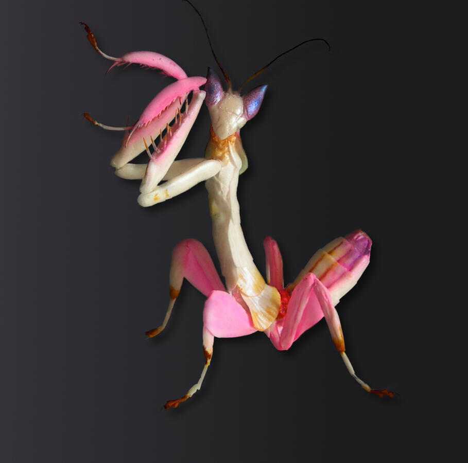 Orchard Mantis - made of sugar