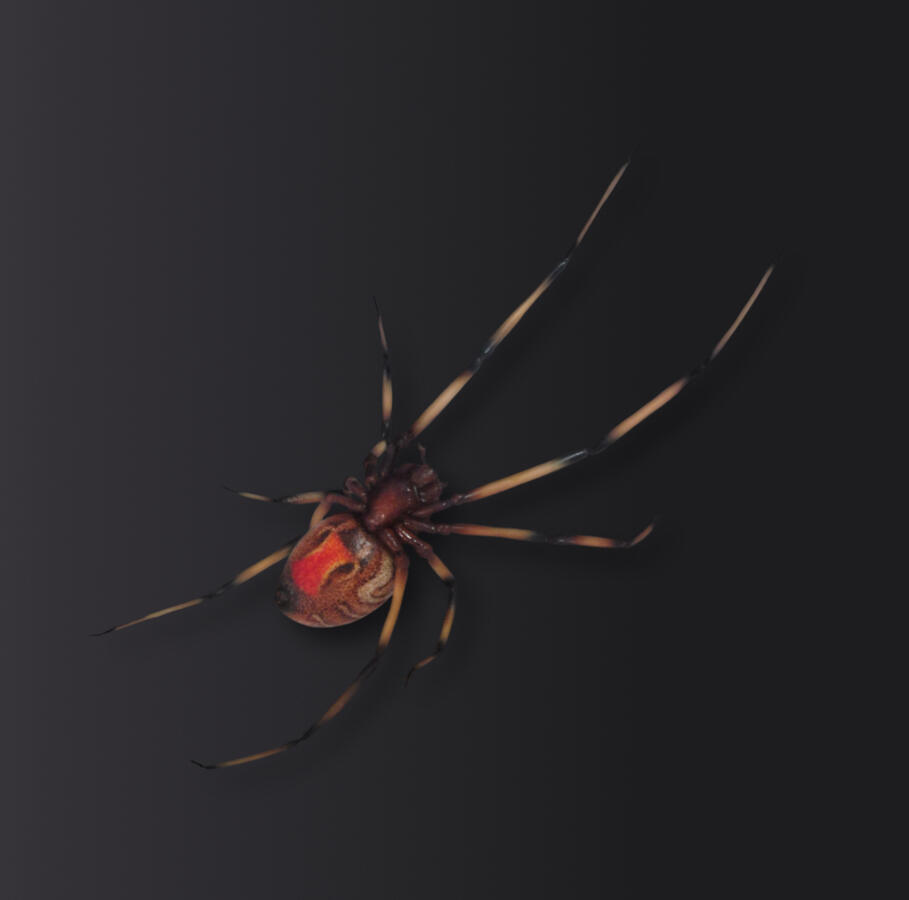Brown Widow Spider - made of sugar.