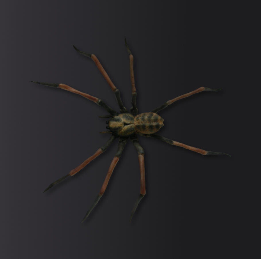 Tarantula - made of sugar