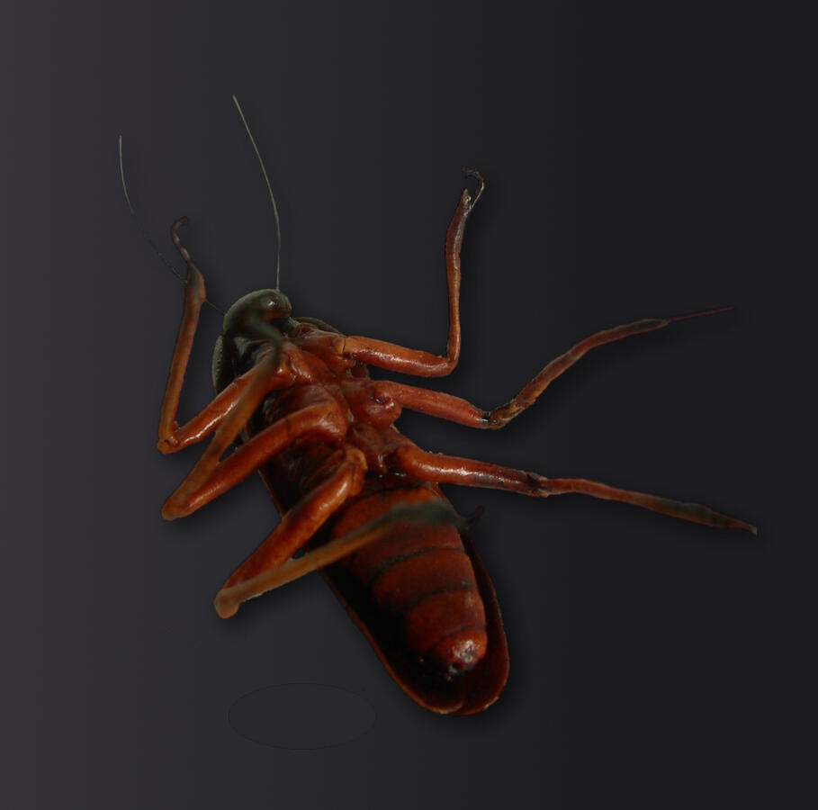 Locust - made of sugar - 5cm Locust - made of sugar - 5cm